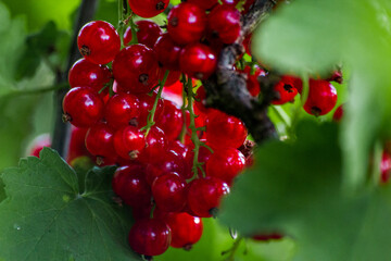 red currants on a bush