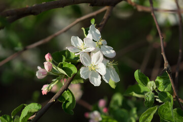 Blooming apple tree (lat. Malus domestica), of the family Rosaceae. Russia.