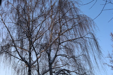 Fototapeta na wymiar trees on a sunny winter day