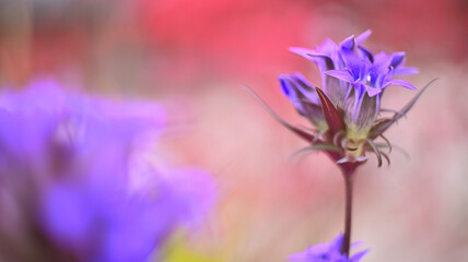 보라색 용담꽃