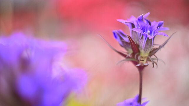 보라색 용담꽃 © MINHO