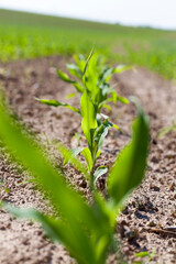 an agricultural field where corn is grown