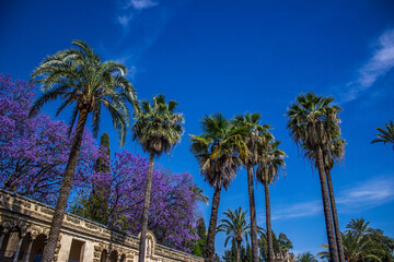 Obraz premium palm trees