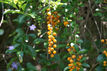 The fruit of gold mound. Also called Sinyo nakal, Duranta erecta, teh-tehan, alba, aurea, geisha girl, sapphire showers and variegata
