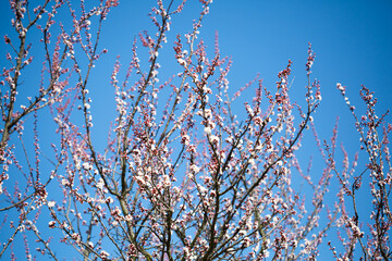 Spring tree branches with flowers background