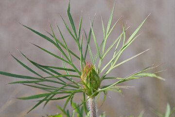 mauvaise herbe du jardinier