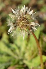 macro de fleur de pissenlit en hiver