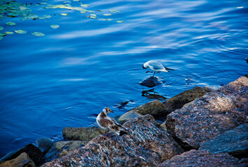 black kitten with white chest close-up 
