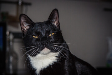 black kitten with white chest close-up 