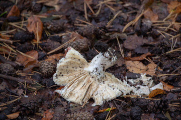 fallen white dying mushroom on forest floor in Palatinate Forest Germany
