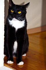 black kitten with white chest close-up 
