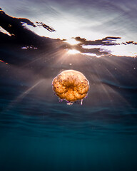 A colorful fried egg jellyfish (Cotylorhiza tuberculata) in shallow water in the mediterranean sea, Spain, Majorca