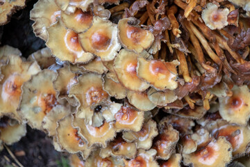 Hypholoma tuft mushrooms growing on tree in Palatinate Forest Germany