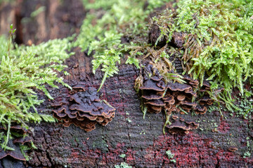 Hymenochaete rubiginosa oak curtain crust mushroom growing on tree in Palatinate Forest Germany