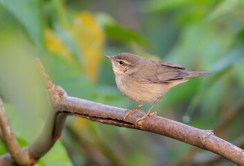 dusky warbler