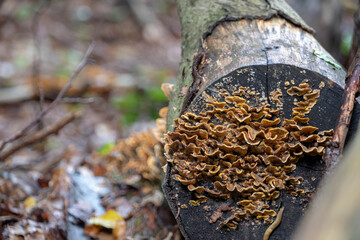 Stereum hirsutum hairy crust fungus growing on tree in Palatinate Forest Germany