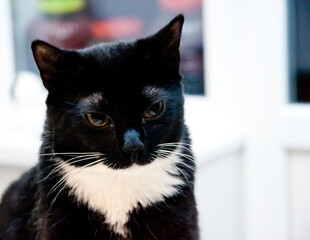 black kitten with white chest close-up 