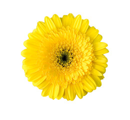 yellow chrysanthemums on a white isolated background.