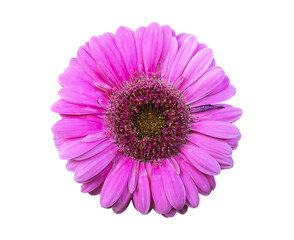 Pink chrysanthemums on a white isolated background.