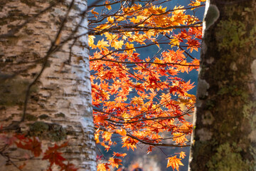 秋の樹木と紅葉