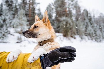 Winter walk with a dog in the fresh air. Portrait of a red dog against the background of a winter forest. Bokeh. The dog holds the hand of the owner