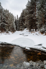 Fototapeta na wymiar Winter landscape in the forest. Flat waterfall. Open water surface in winter, snowy river banks. Snow-covered mighty fir forest. Walk in the woods