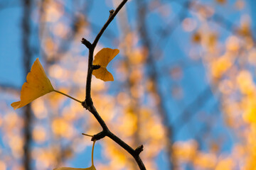 autumn leaves