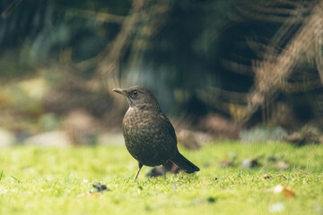 Amsel im Garten