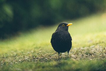 Amsel im Garten