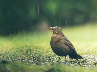 Amsel im Garten