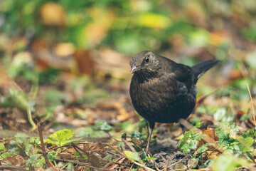 Amsel im Garten
