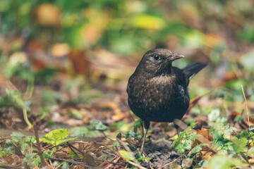 Amsel im Garten