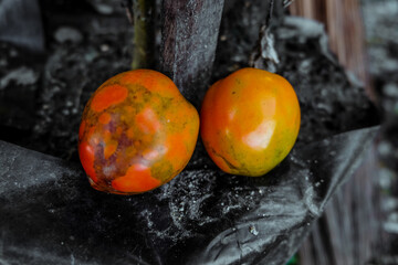 growing tomatoes in pots