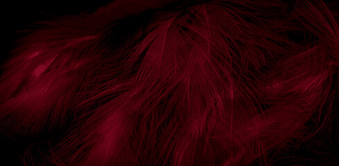 black and red feathers with visible details. background or textura