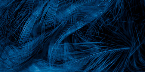 black and blue feathers with visible details. background or textura