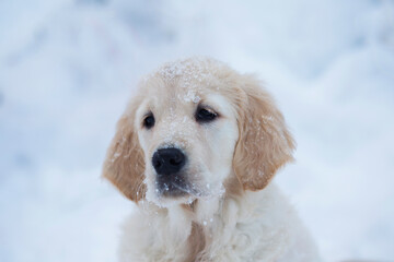 olden Retriever Puppy, winter portrait