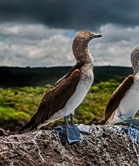 Blue-footed booby on the rock. Latin name - Sula nebouxii. San Cristobal island, Galapagos