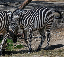 Fototapeta na wymiar Grant`s zebra in its enclosure. Latin name - Equus quagga boehmi 