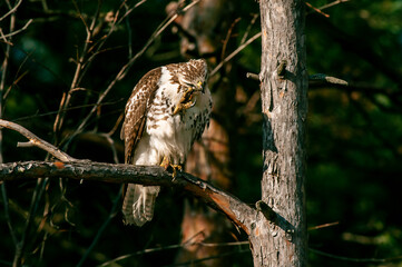 Red-tailed Hawk (Buteo jamaicensis) scratching its eye with a razor sharp Tallon. 