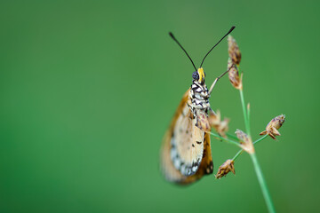 orange butterfly and dew on a blurred background, select focus with a shallow depth of field.