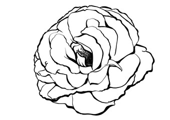 Abstract line art rose 