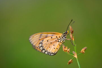 Fototapeta na wymiar orange butterfly and dew on a blurred background, select focus with a shallow depth of field.