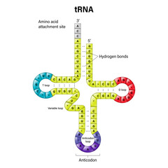 Structure of tRNA. Two-dimensional structure. Transfer RNA is a small RNA molecule that participates in protein synthesis.