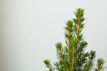 Green spruce or pine branch with needles. Place for text - obrazy, fototapety, plakaty