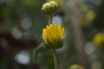 yellow flower