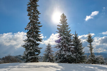 Pine trees covered with fresh fallen snow in winter mountain forest on cold bright day