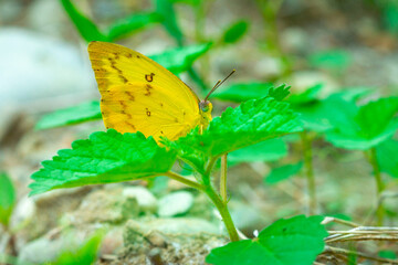 orange butterfly and dew on a blurred background, select focus with a shallow depth of field.