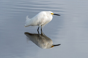A snowy egret and reflection on calm water.