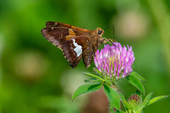 A silver spotted skipper pollinating red clover.