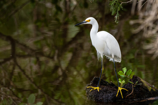 A snowy egret in a salt marsh.